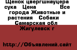 Щенок цвергшнауцера сука › Цена ­ 25 000 - Все города Животные и растения » Собаки   . Самарская обл.,Жигулевск г.